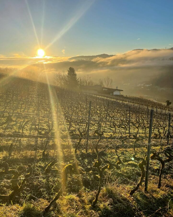 Vignoble en basse saison, avec un rayon de soleil.