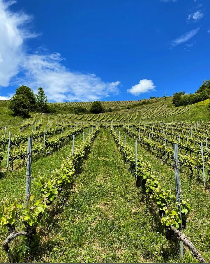 Vignoble au couleur estivale.