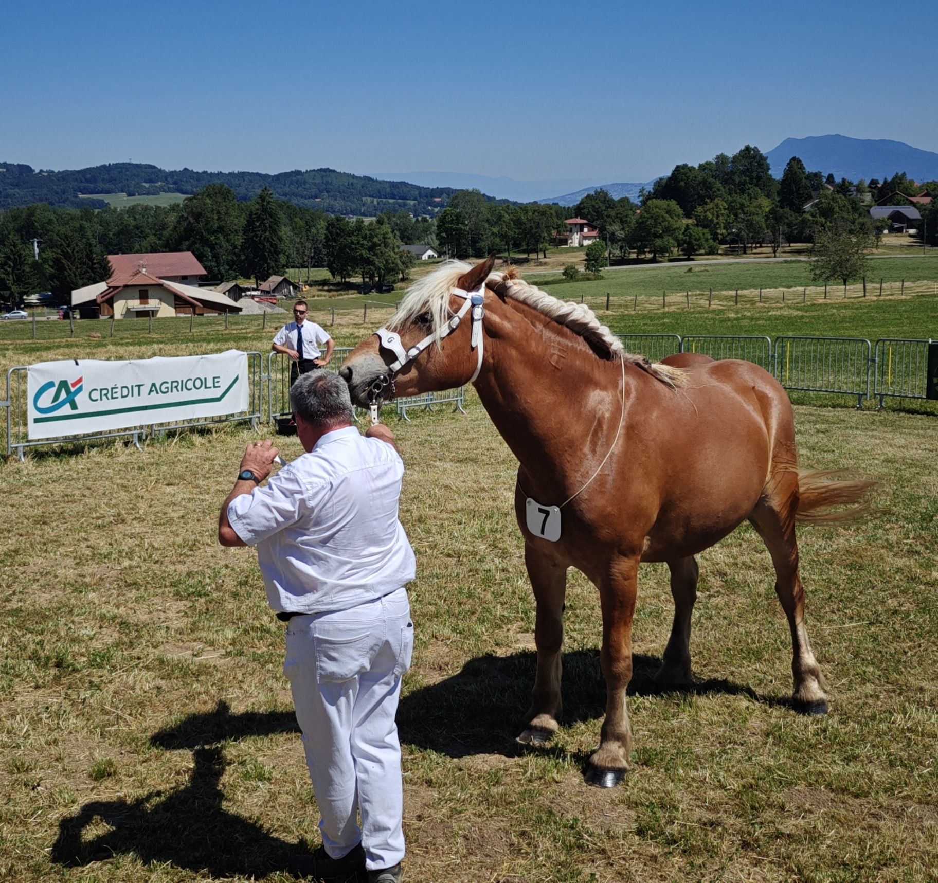 Fête des agriculteurs de la Saint Isidore à la roche sur foron. Une personne tenant une jument comtoise.1 homme et 1 cheval dans un pré à un événement les juments comtoises à la roche sur foron
