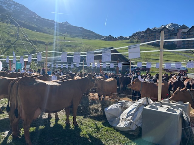 Groupe de vaches en journée